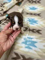 Ibbie, a female Miniature Australian Shepherd for sale in Wheaton, MO – 1 of 2
