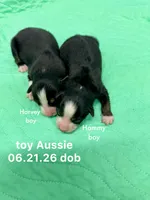 Hammy, a male Toy Australian Shepherd for sale in Wheaton, MO – 2 of 3