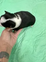 Cosmo, a male Toy Australian Shepherd for sale in Wheaton, MO – Photo 3 of 3