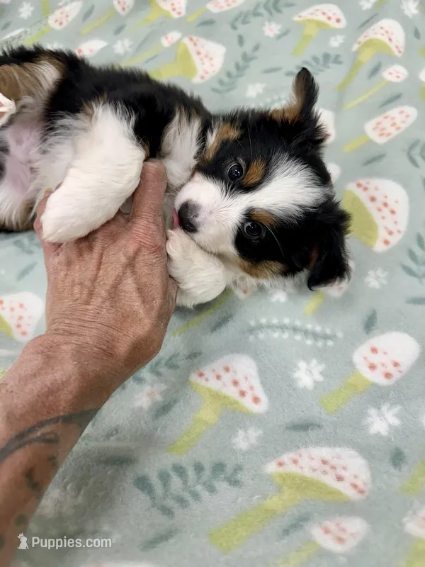 Cosmo – Toy Australian Shepherd puppy for sale in Wheaton, MO