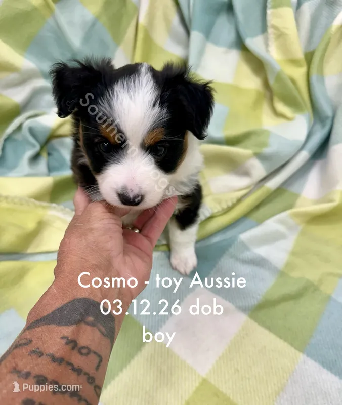 Cosmo – Toy Australian Shepherd puppy for sale in Wheaton, MO