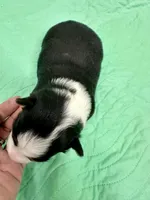 Cosmo, a male Toy Australian Shepherd for sale in Wheaton, MO – Photo 2 of 3