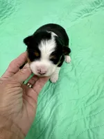 Cosmo, a male Toy Australian Shepherd for sale in Wheaton, MO – Photo 1 of 3