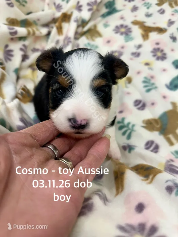 Cosmo – Toy Australian Shepherd puppy for sale in Wheaton, MO