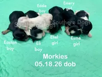 Easton, a male Morkie for sale in Wheaton, MO – 2 of 2