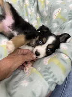 Hammy-bright blue eyes!!, a male Toy Australian Shepherd for sale in Wheaton, MO – 3 of 8