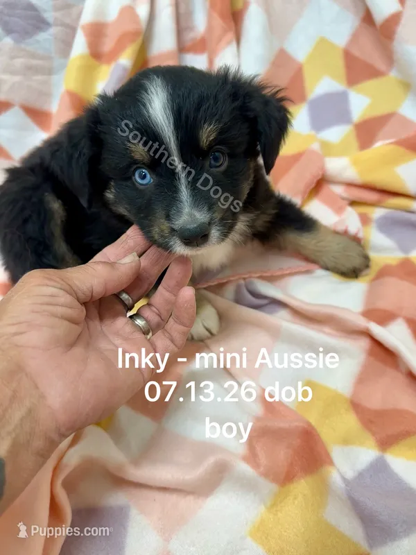 Inky-one bright blue eye!! – Miniature Australian Shepherd puppy for sale in Wheaton, MO