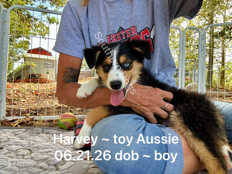 Harvey-one bright blue eye!! – Toy Australian Shepherd puppy for sale in Wheaton, MO