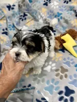 Derk, a male Morkie for sale in Wheaton, MO – 2 of 10