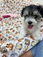 Fraidy, a female Morkie for sale in Wheaton, MO – 2 of 6