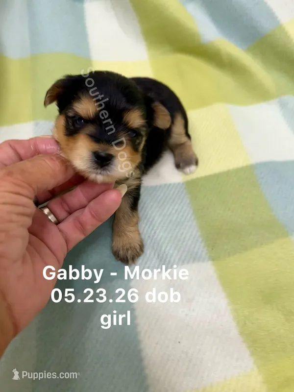 Gabby – Morkie puppy for sale in Wheaton, MO
