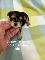 Gabby, a female Morkie for sale in Wheaton, MO – 1 of 3