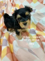 Krikey, a male Morkie for sale in Wheaton, MO – 1 of 9