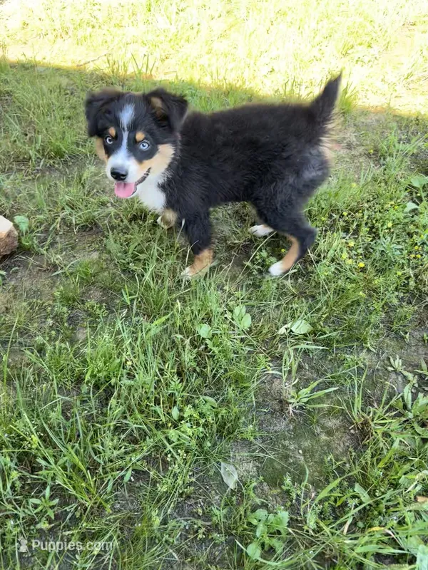 Bechner-bright blue eyes!! – Miniature Australian Shepherd puppy for sale in Wheaton, MO