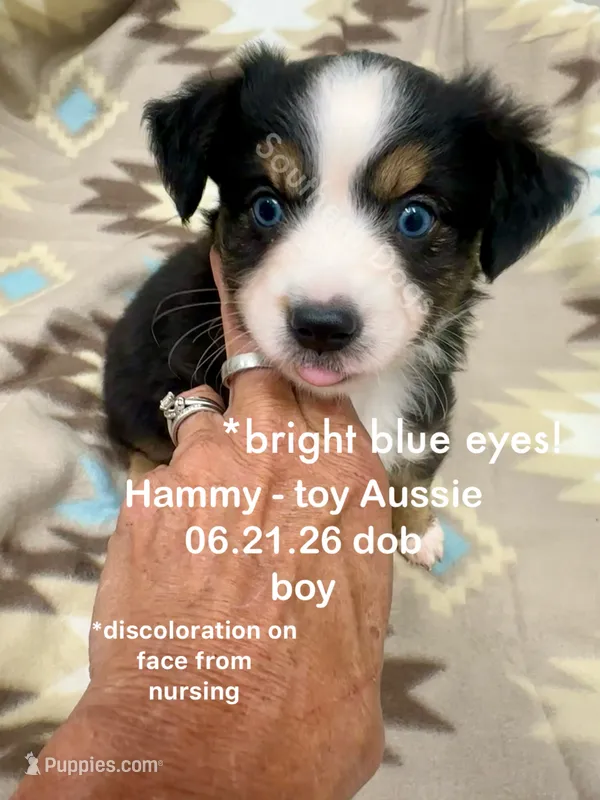 Hammy-bright blue eyes!! – Toy Australian Shepherd puppy for sale in Wheaton, MO