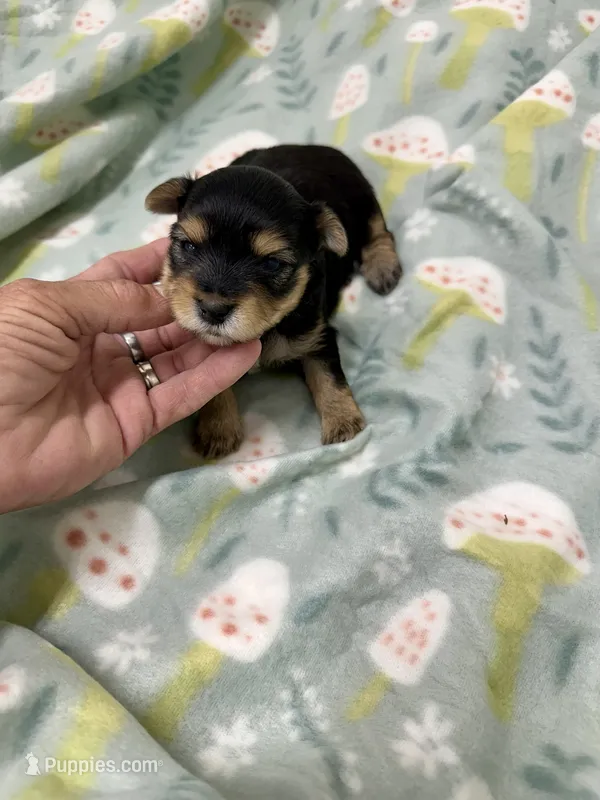 Knightly – Morkie puppy for sale in Wheaton, MO