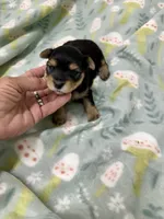 Knightly, a male Morkie for sale in Wheaton, MO – 1 of 5