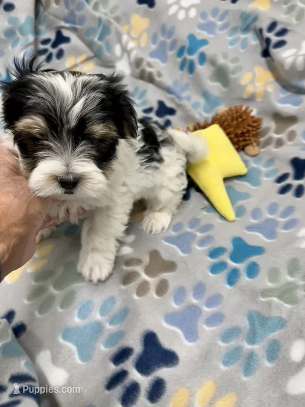 Derk – Morkie puppy for sale in Wheaton, MO