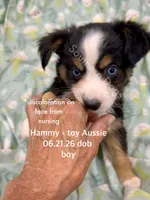 Hammy-bright blue eyes!!, a male Toy Australian Shepherd for sale in Wheaton, MO – 2 of 8