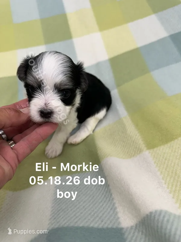 Eli – Morkie puppy for sale in Wheaton, MO