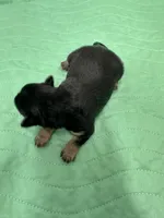 Keebler, a male Morkie for sale in Wheaton, MO – 3 of 3