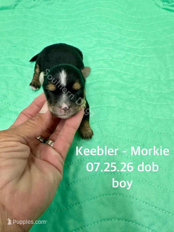 Keebler – Morkie puppy for sale in Wheaton, MO
