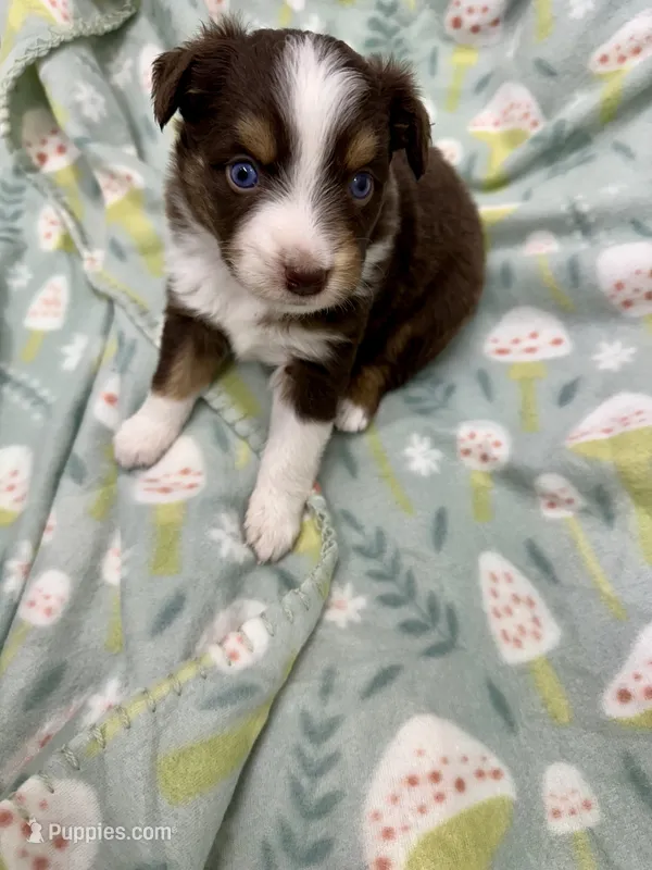Ibbie-bright blue eyes!! – Miniature Australian Shepherd puppy for sale in Wheaton, MO