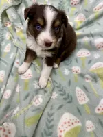 Ibbie-bright blue eyes!!, a female Miniature Australian Shepherd for sale in Wheaton, MO – 1 of 4
