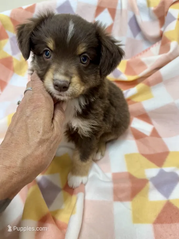 Idette – Miniature Australian Shepherd puppy for sale in Wheaton, MO