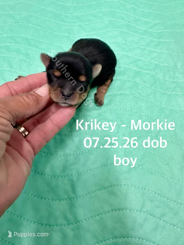 Krikey – Morkie puppy for sale in Wheaton, MO