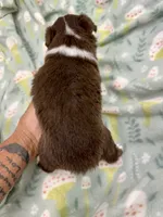 Ibbie-bright blue eyes!!, a female Miniature Australian Shepherd for sale in Wheaton, MO – 2 of 4