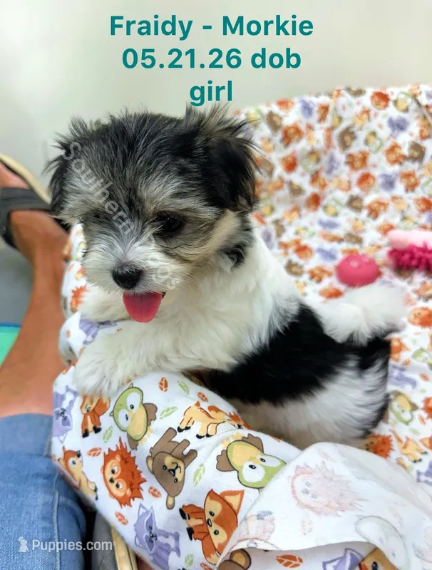 Fraidy – Morkie puppy for sale in Wheaton, MO
