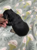 Keebler, a male Morkie for sale in Wheaton, MO – 6 of 9
