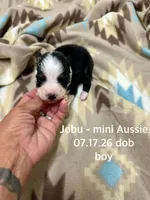 Jobu, a male Miniature Australian Shepherd for sale in Wheaton, MO – 1 of 2