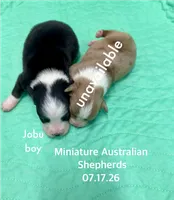 Jobu, a male Miniature Australian Shepherd for sale in Wheaton, MO – 2 of 2
