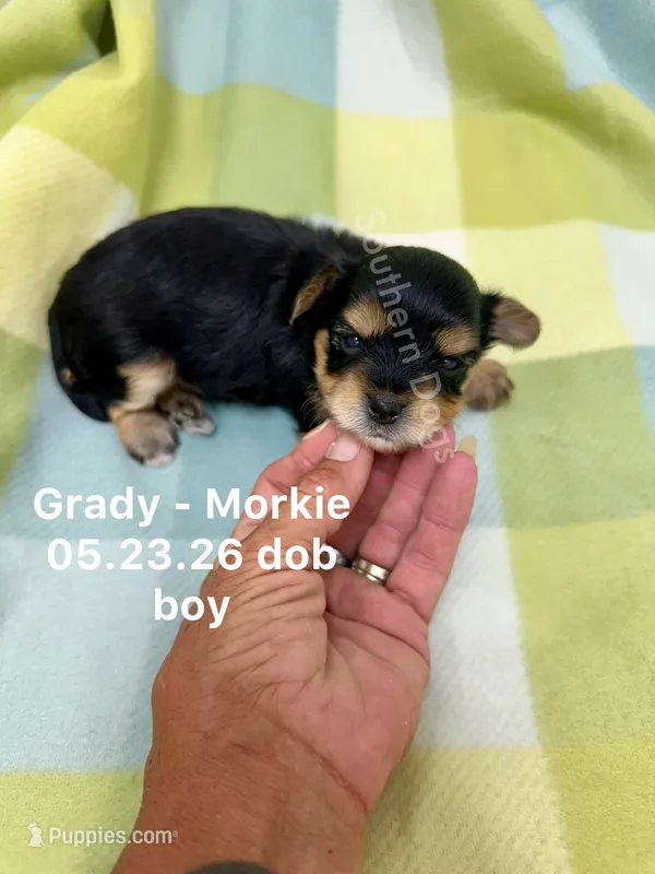 Grady – Morkie puppy for sale in Wheaton, MO