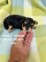 Grady, a male Morkie for sale in Wheaton, MO – 4 of 6