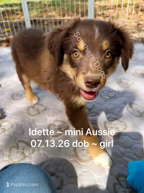 Idette – Miniature Australian Shepherd puppy for sale in Wheaton, MO