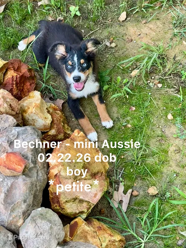 Bechner-bright blue eyes!! – Miniature Australian Shepherd puppy for sale in Wheaton, MO