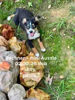 Bechner-bright blue eyes!!, a male Miniature Australian Shepherd for sale in Wheaton, MO – 1 of 10