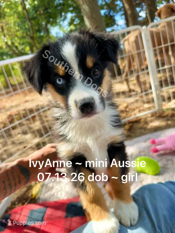 IvyAnne-one bright blue eye!! – Miniature Australian Shepherd puppy for sale in Wheaton, MO