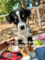 IvyAnne-one bright blue eye!!, a female Miniature Australian Shepherd for sale in Wheaton, MO – 1 of 7