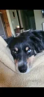 Rey!, a female Miniature Australian Shepherd for sale in Wheaton, MO – 8 of 10