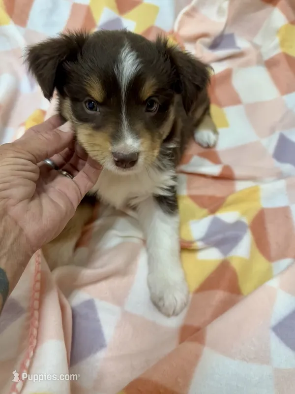 Ida – Miniature Australian Shepherd puppy for sale in Wheaton, MO