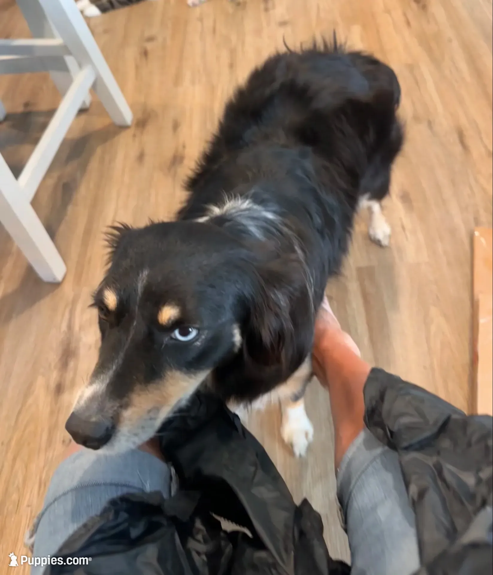 Rey!, a female Miniature Australian Shepherd for sale in Wheaton, MO – 4 of 10