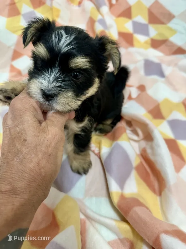 Keebler – Morkie puppy for sale in Wheaton, MO