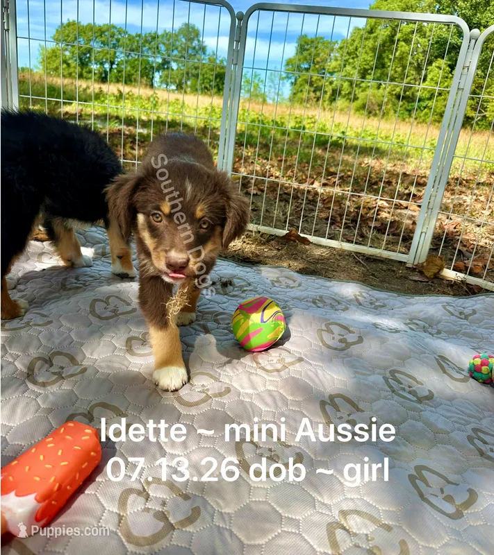 Idette – Miniature Australian Shepherd puppy for sale in Wheaton, MO