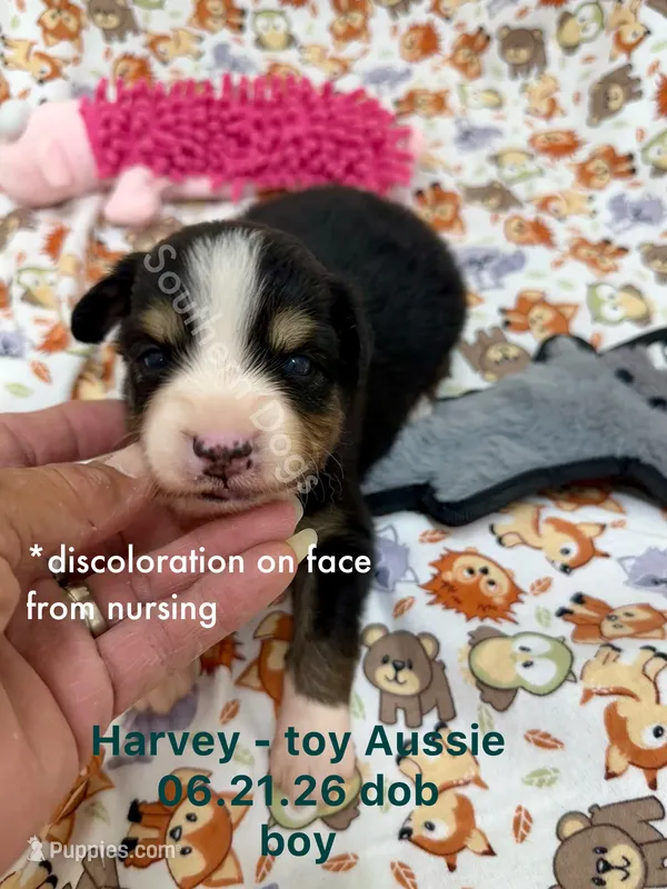 Harvey – Toy Australian Shepherd puppy for sale in Wheaton, MO