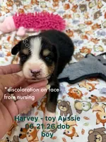 Harvey-one bright blue eye!!, a male Toy Australian Shepherd for sale in Wheaton, MO – 2 of 5