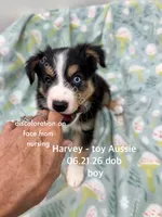 Harvey-one bright blue eye!!, a male Toy Australian Shepherd for sale in Wheaton, MO – 2 of 8